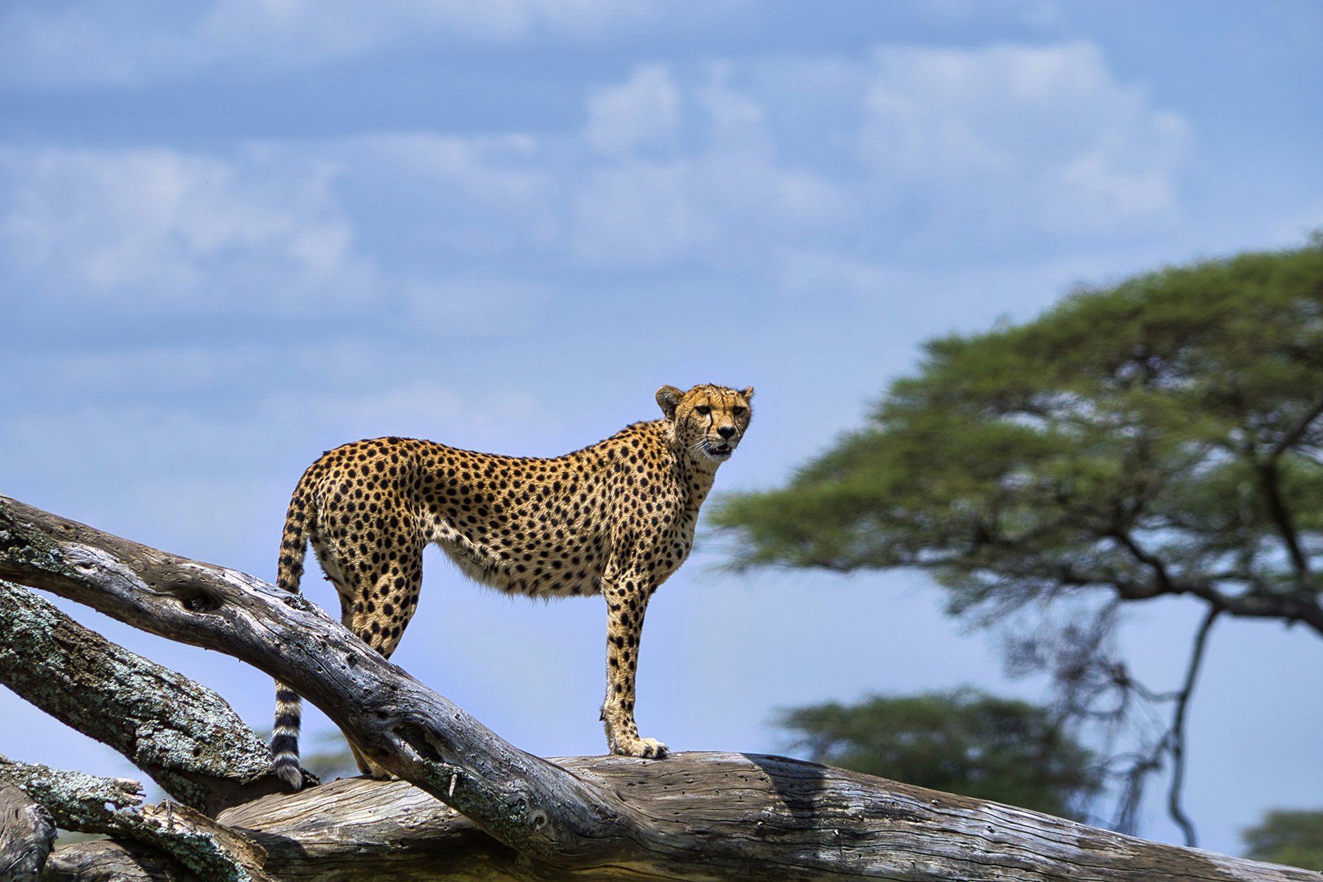 Journey Beyond Tanzania Cheetah on branch