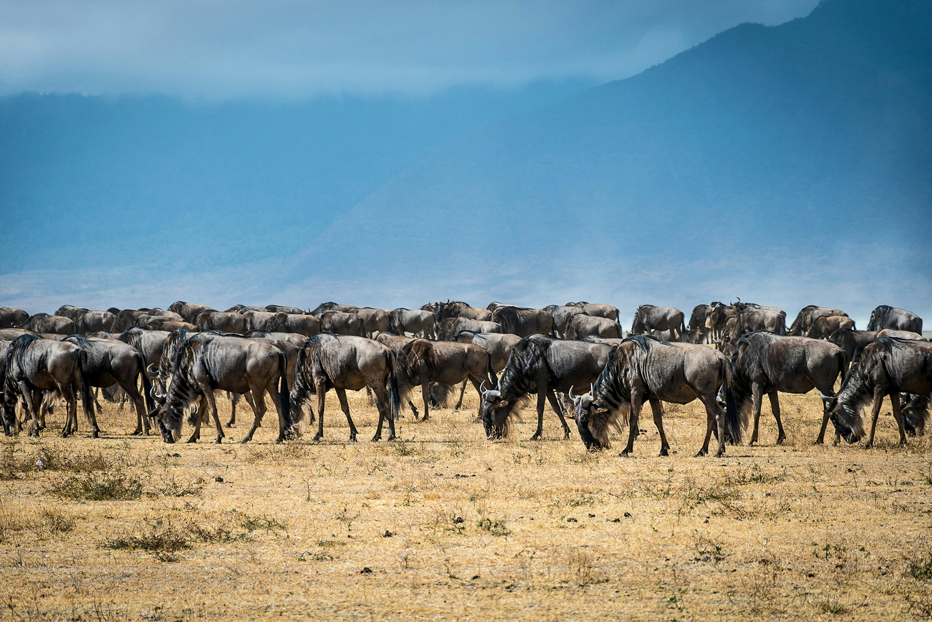 Journey Beyond Tanzania migration