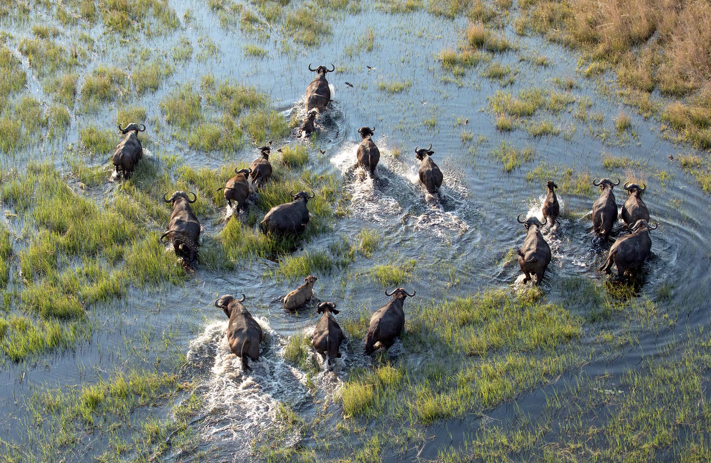 Okavango Delta
