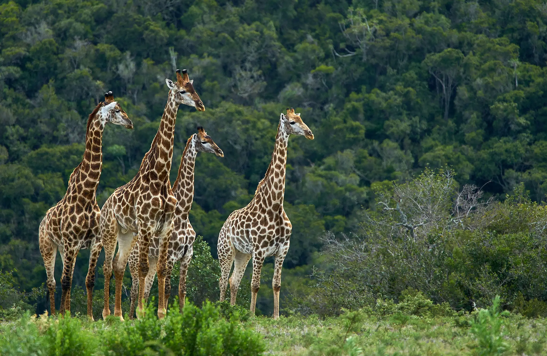 Giraffe, tailor-made