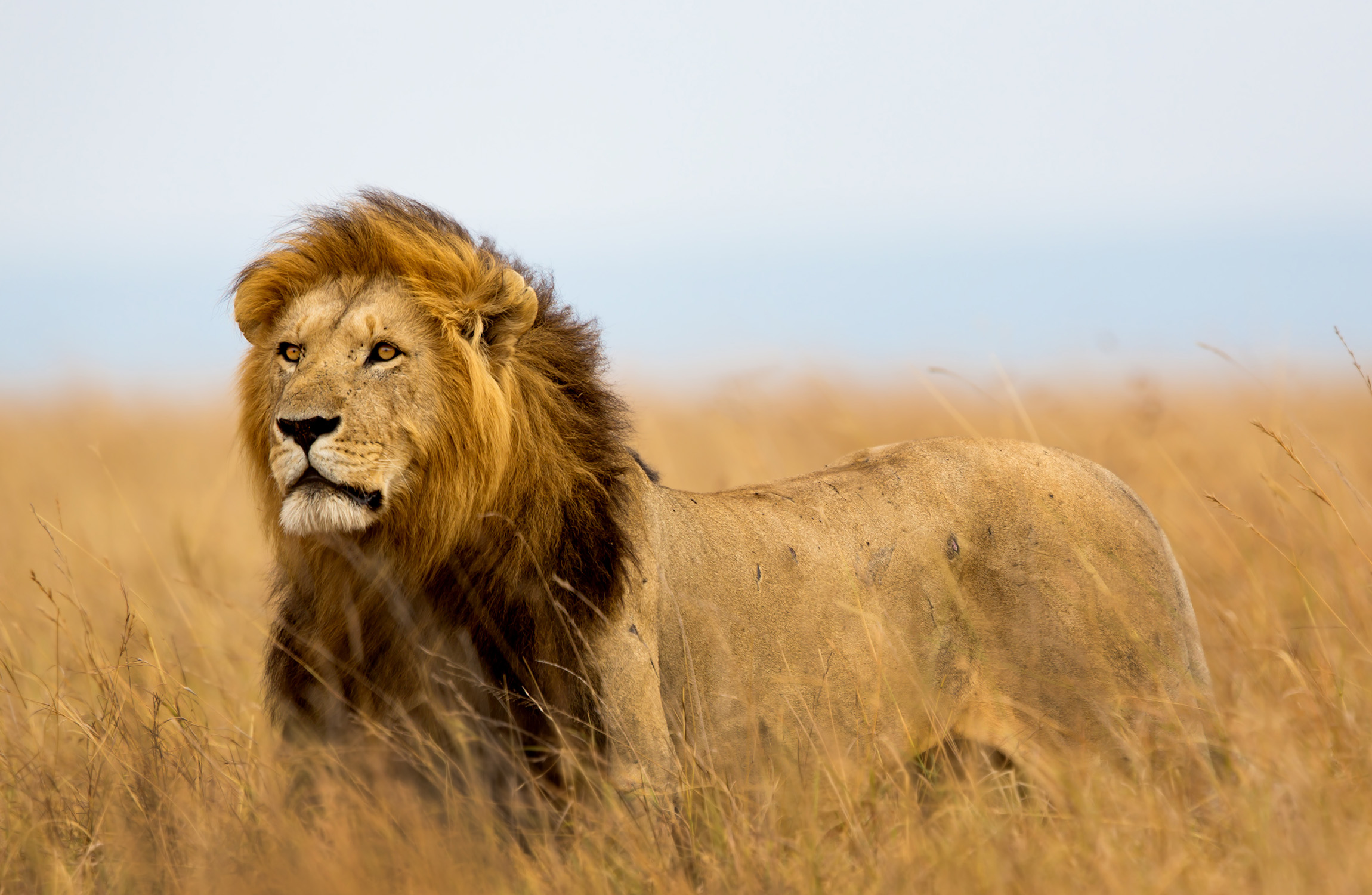 Male Lion