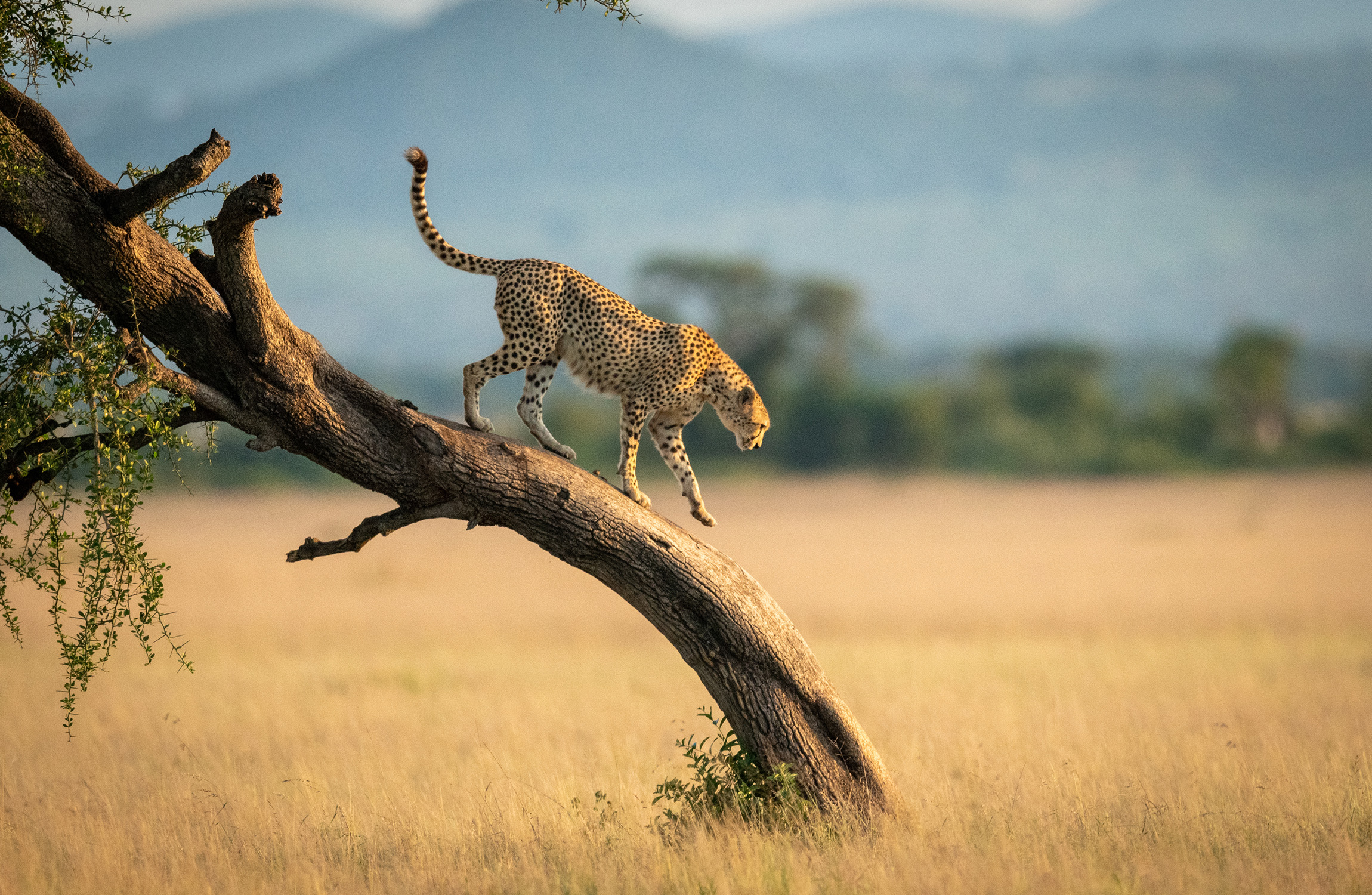 Cheetah