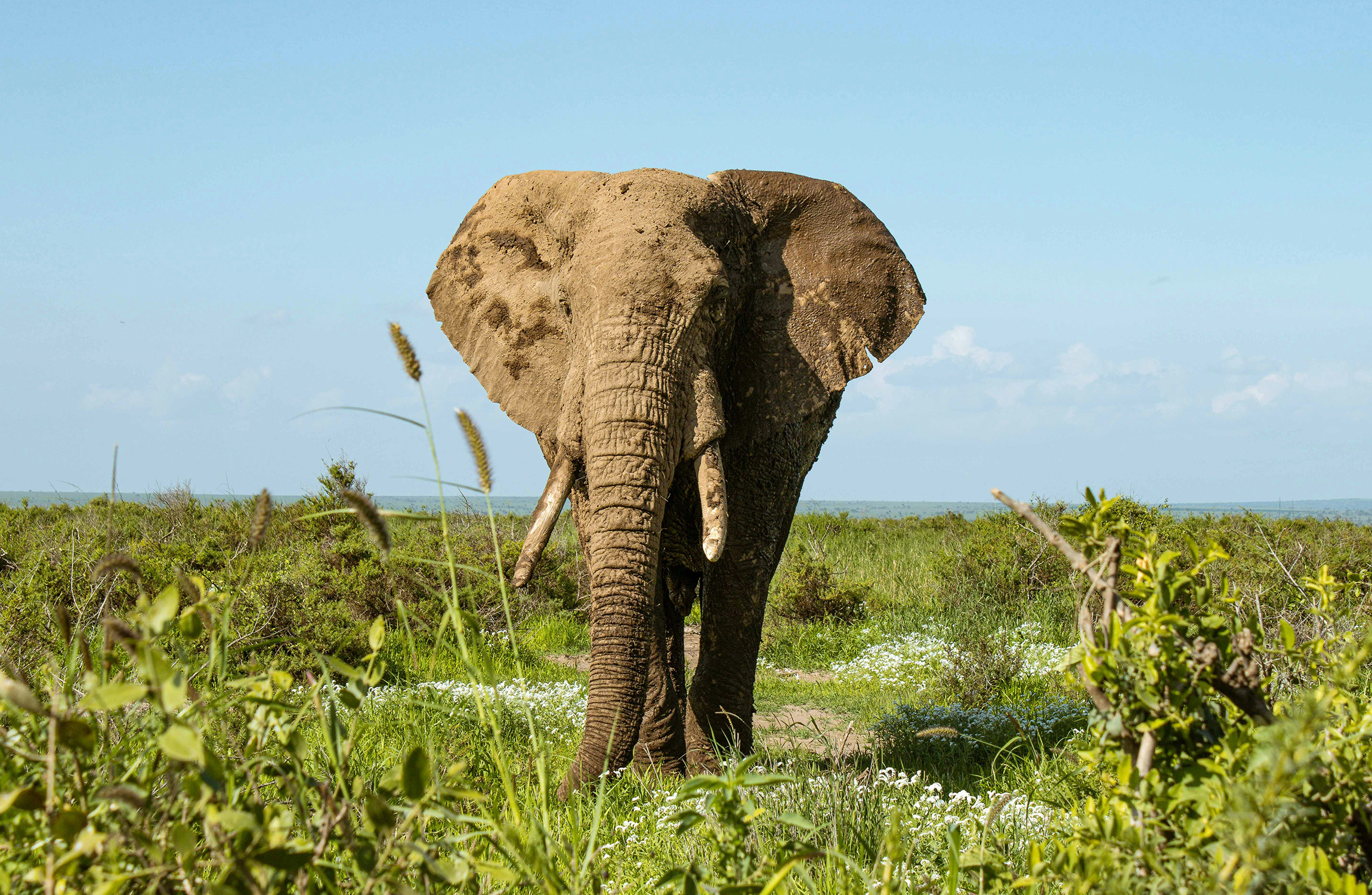 Elephant