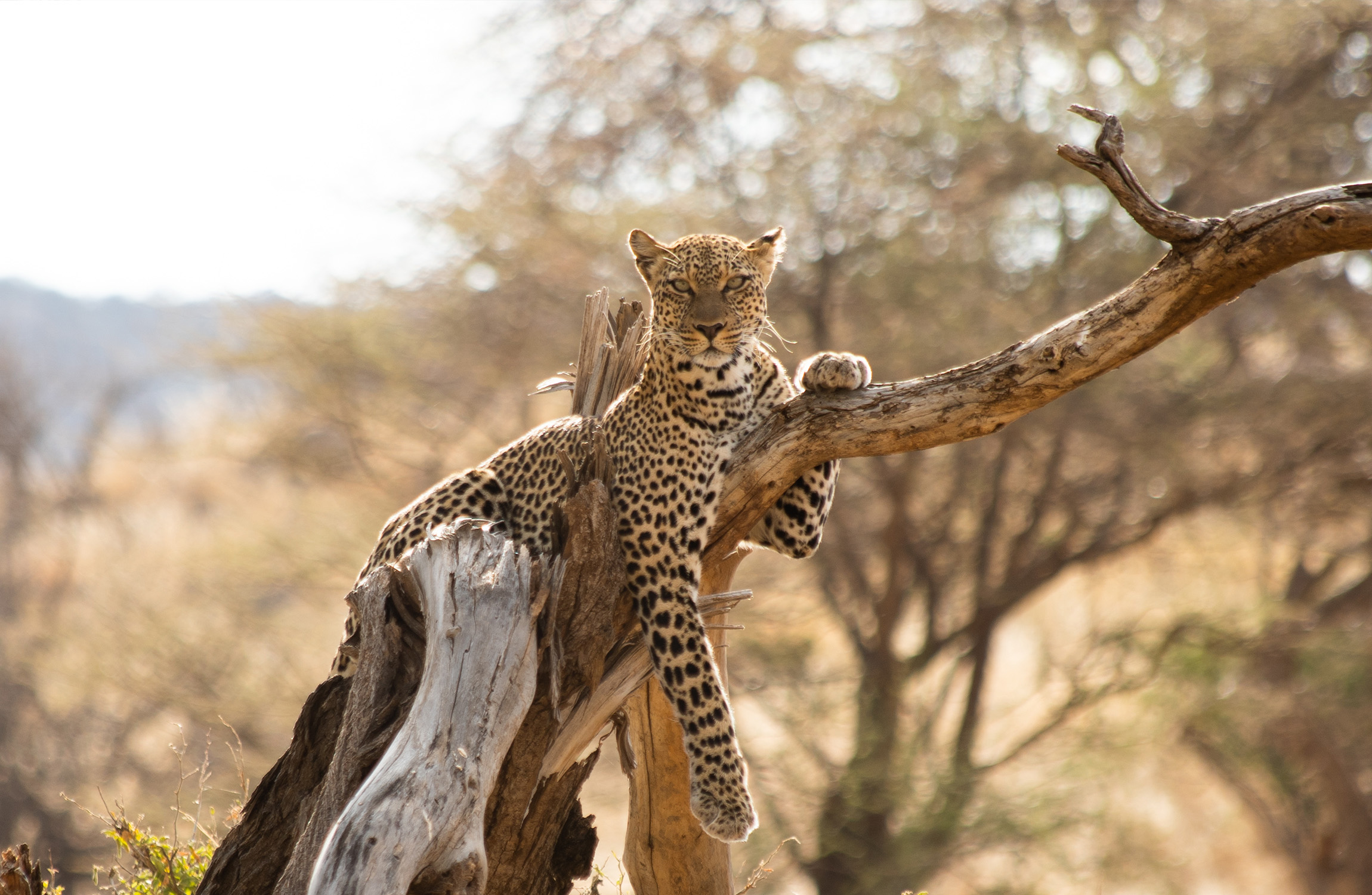 Leopard, National Park, Private Safari