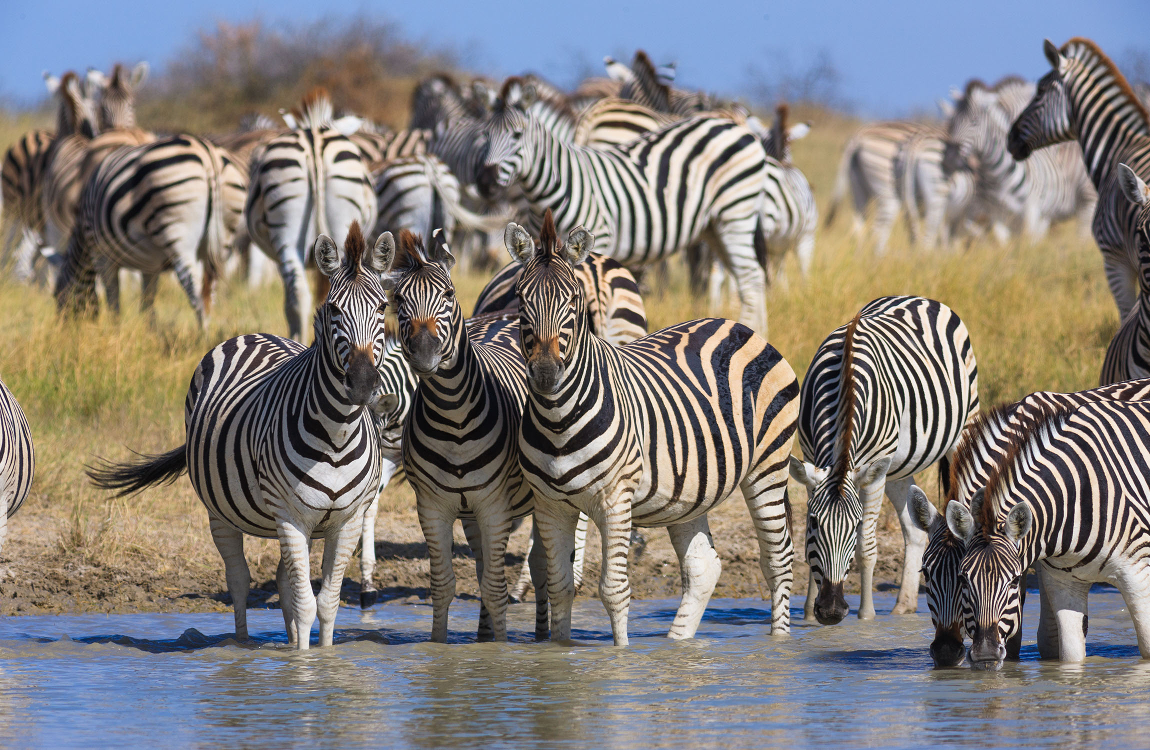 Zebra Migrations Botswana