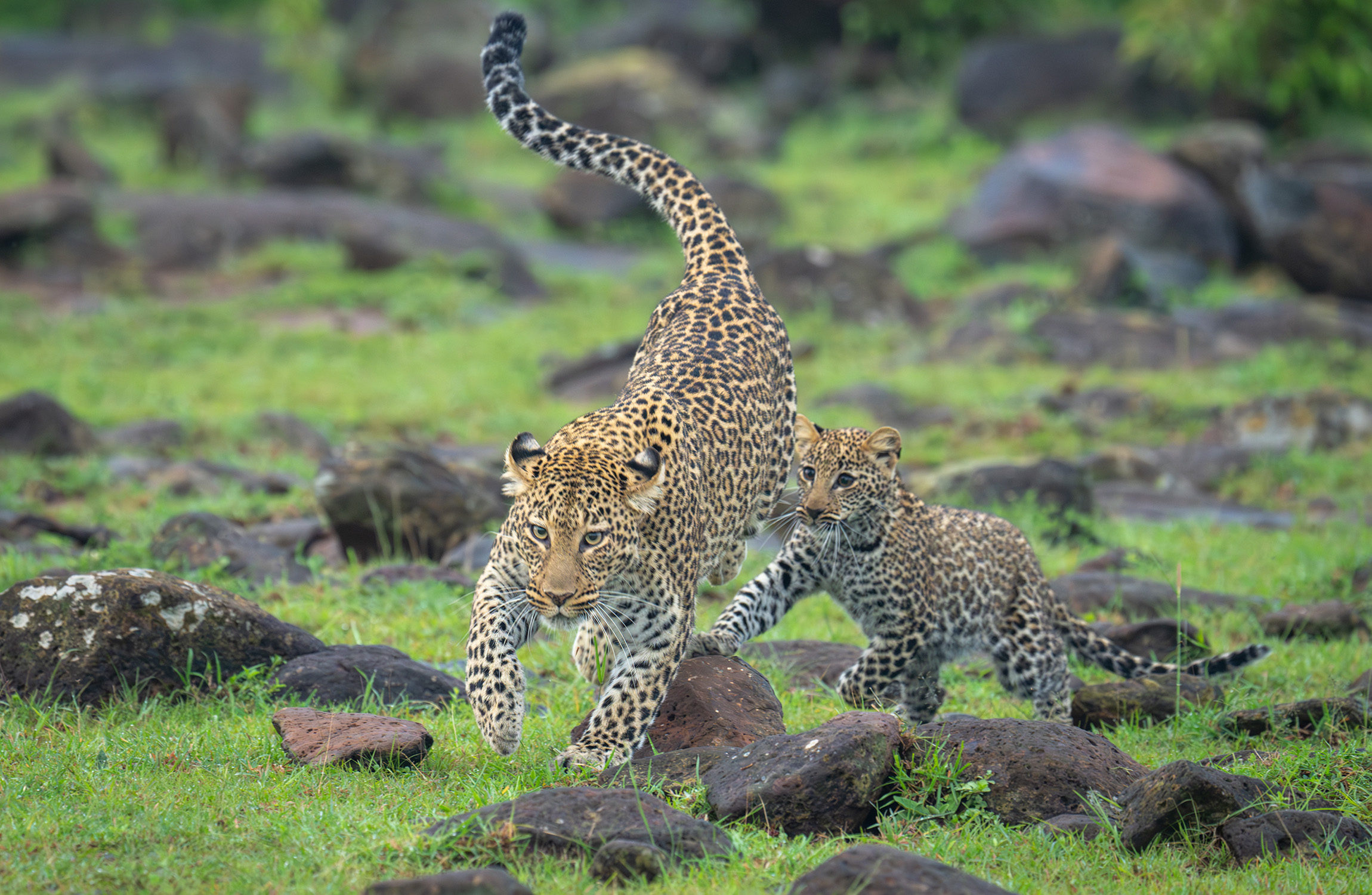 Family Safari