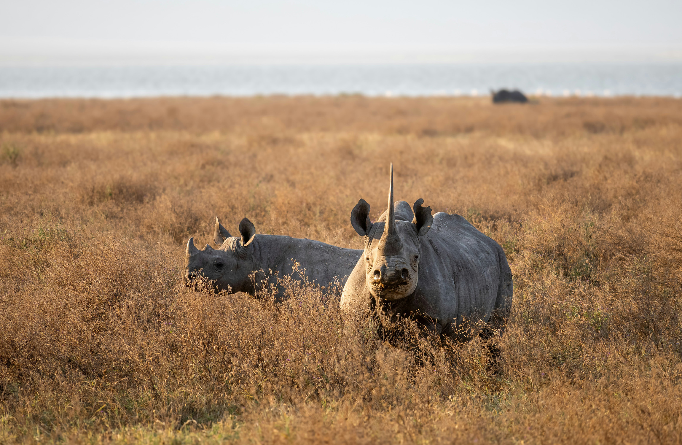 Family Safari