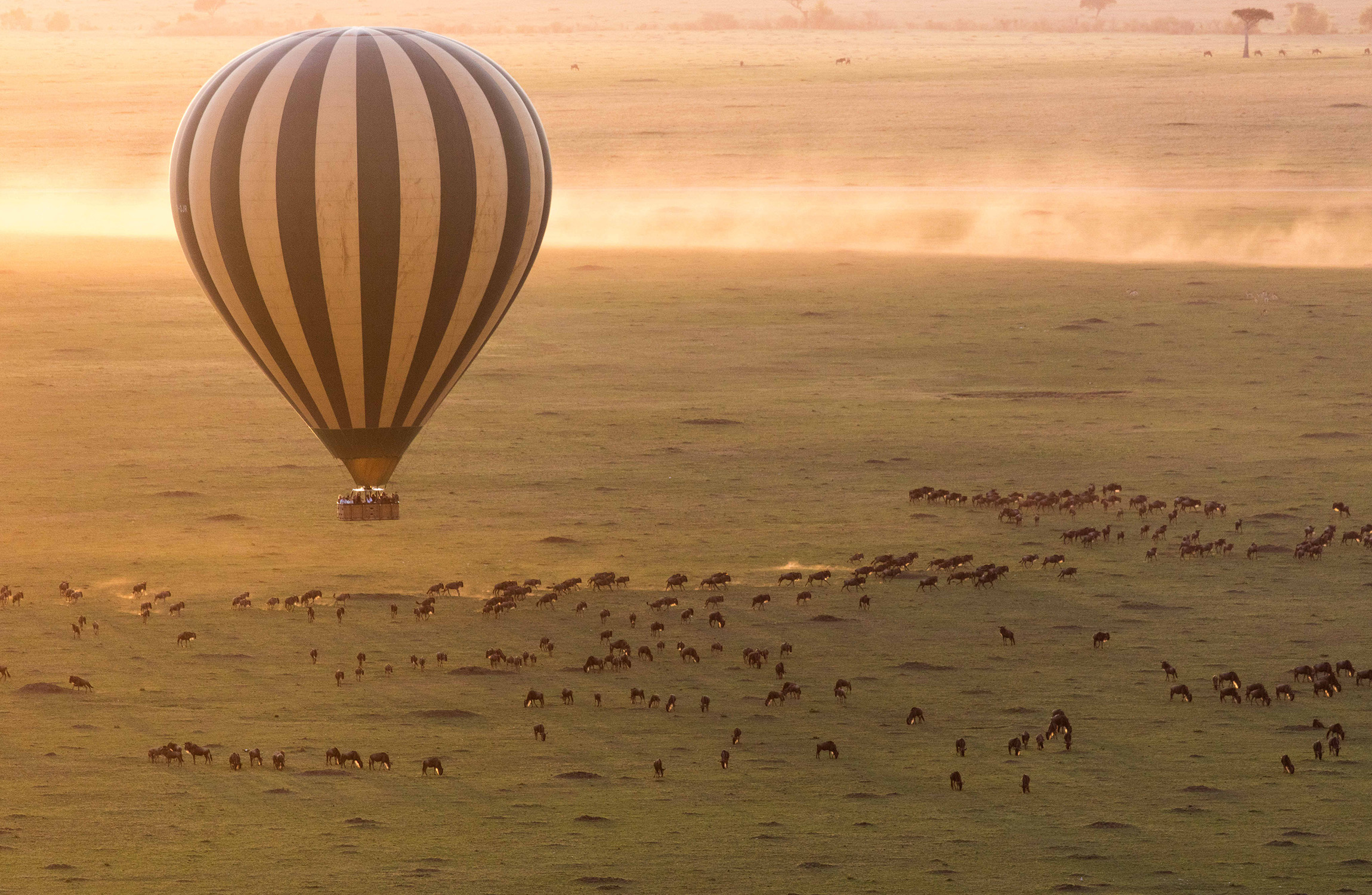 Hot Air Balloon, Safari Moments