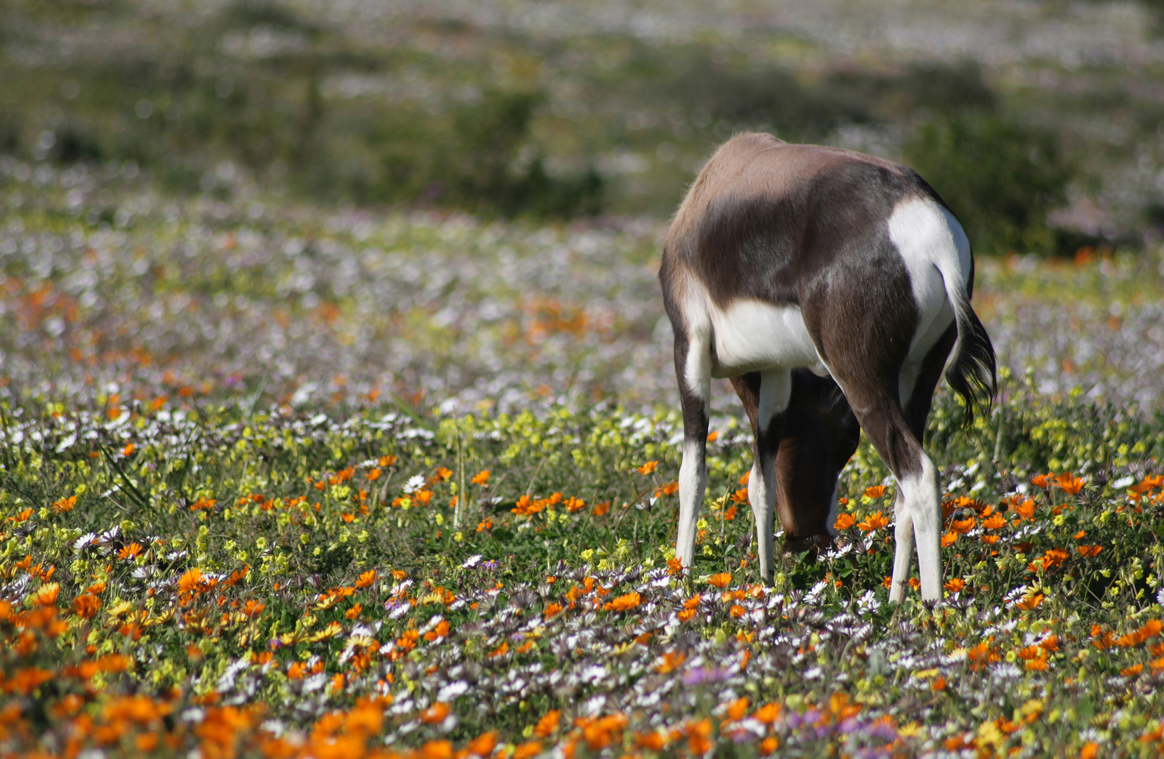 Namaqualand flowers