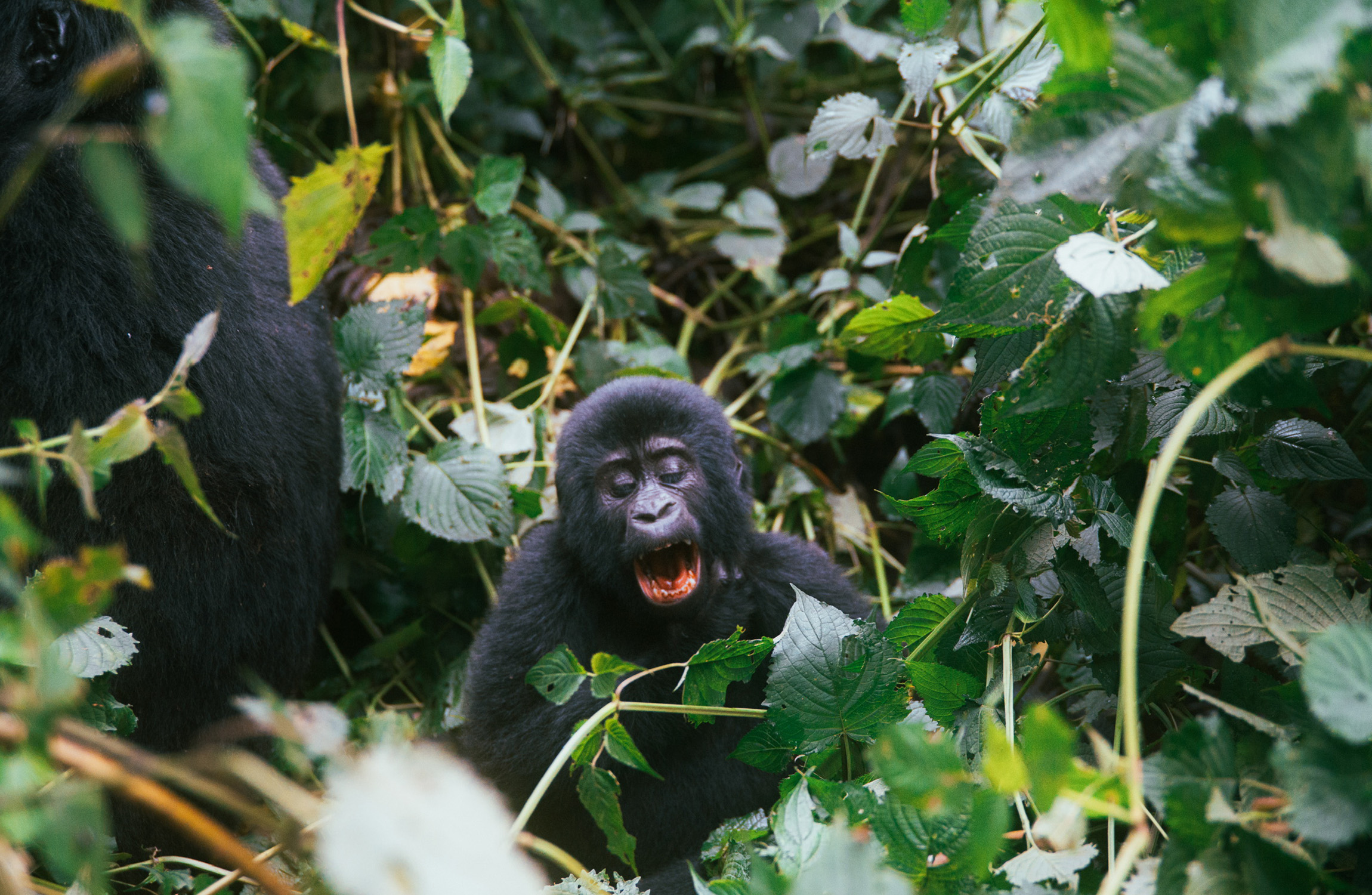 Gorilla
