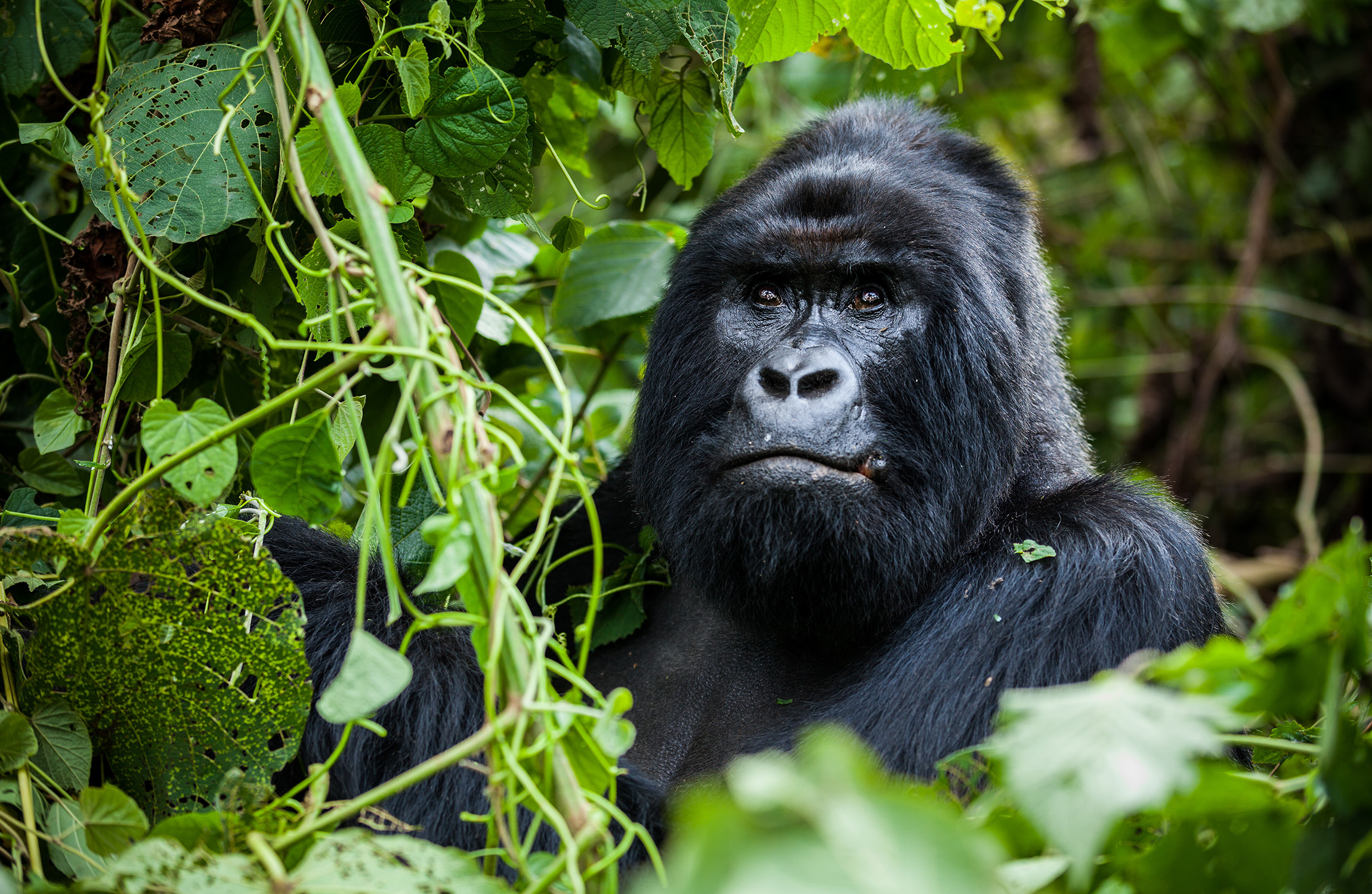 Primate