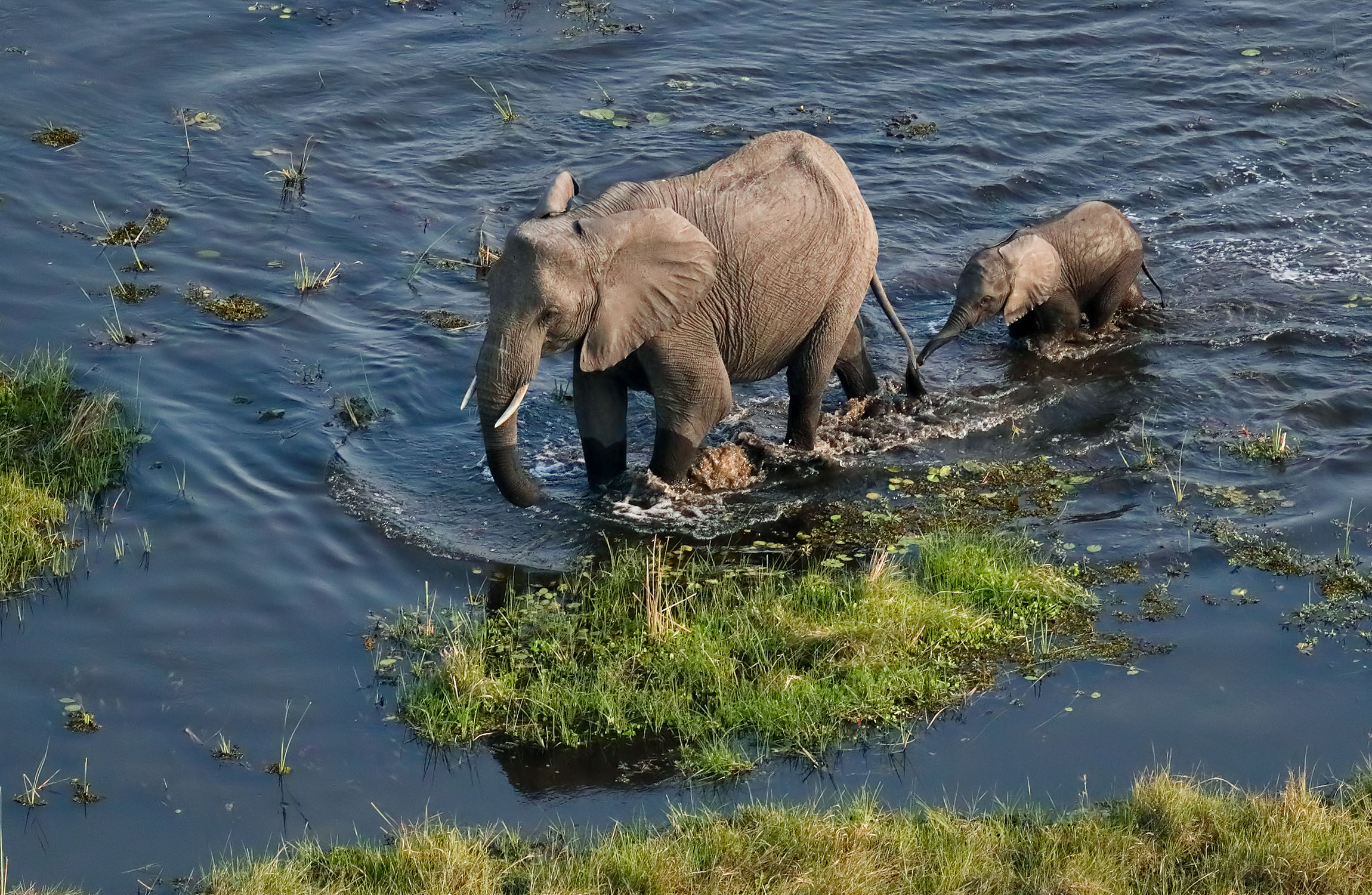 Okavango Delta, African safari