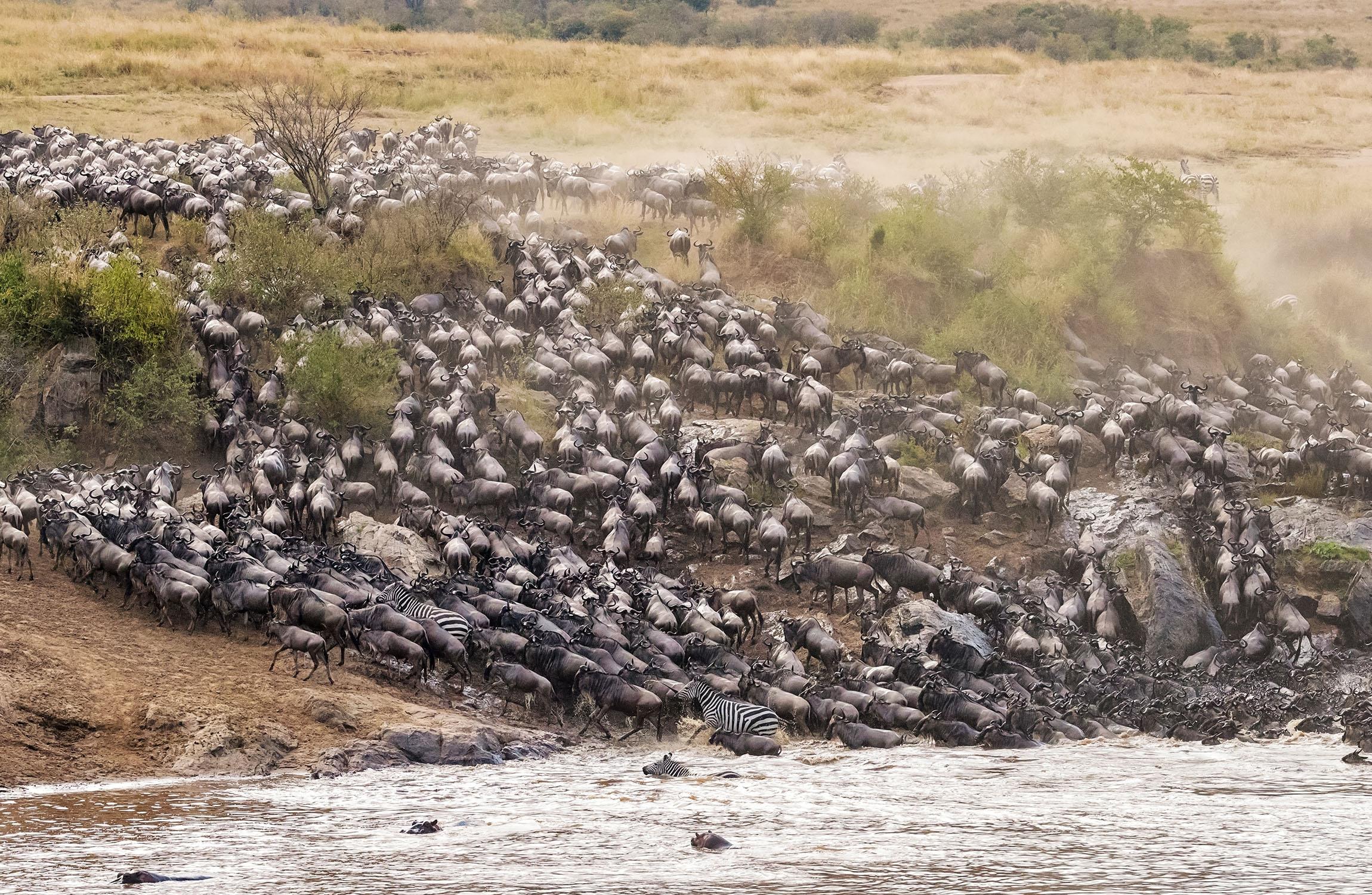 Wildebeest Migration, African safari